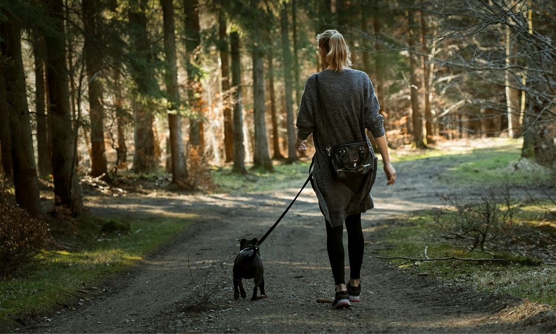 Woman walking a dog in a forest along a path